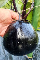 eggplant solomon1